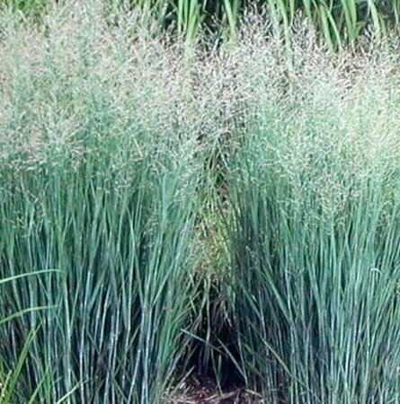 Panicum virgatum 'Heavy Metal' geen maat specificatie 0,55L/P9cm - afbeelding 4