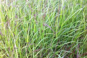 Panicum virgatum ' Kurt Bluemel' geen maat specificatie 0,55L/P9cm