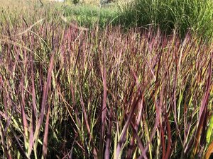 Panicum virgatum 'Külsenmoor' geen maat specificatie 0,55L/P9cm - afbeelding 1