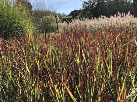 Panicum virgatum 'Külsenmoor' geen maat specificatie 0,55L/P9cm - afbeelding 2