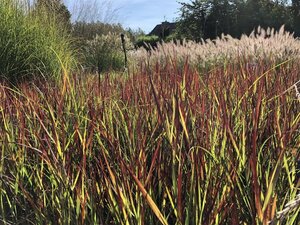 Panicum virgatum 'Külsenmoor' geen maat specificatie 0,55L/P9cm - afbeelding 2
