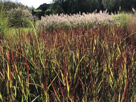 Panicum virgatum 'Külsenmoor' geen maat specificatie 0,55L/P9cm - afbeelding 4