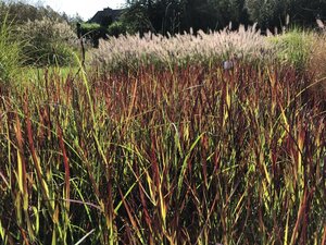 Panicum virgatum 'Külsenmoor' geen maat specificatie 0,55L/P9cm - afbeelding 4