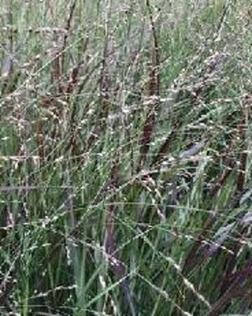 Panicum virgatum 'Sangria' geen maat specificatie 0,55L/P9cm - afbeelding 2