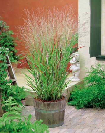 Panicum virgatum 'Shenandoah' geen maat specificatie 0,55L/P9cm - afbeelding 3