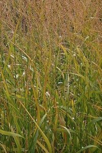Panicum virgatum 'Strictum' geen maat specificatie 0,55L/P9cm