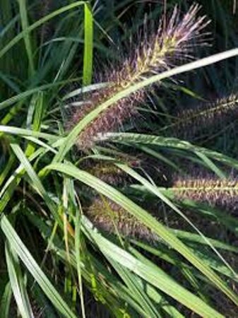 Pennisetum al. 'Black Beauty' geen maat specificatie 0,55L/P9cm - afbeelding 2