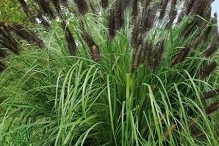 Pennisetum al. 'Black Beauty' geen maat specificatie 0,55L/P9cm - afbeelding 1