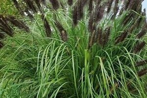 Pennisetum al. 'Black Beauty' geen maat specificatie 0,55L/P9cm - afbeelding 1