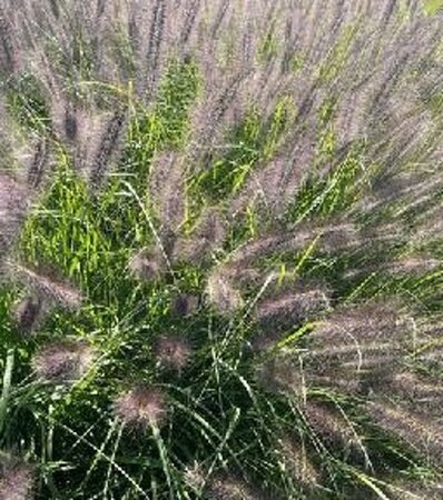Pennisetum al. 'Black Beauty' geen maat specificatie 0,55L/P9cm - afbeelding 4