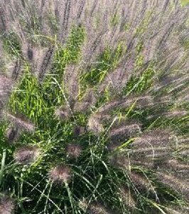 Pennisetum al. 'Black Beauty' geen maat specificatie 0,55L/P9cm - afbeelding 4