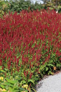 Persicaria a. Bonfire geen maat specificatie 0,55L/P9cm