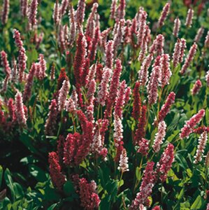Persicaria aff. 'Darjeeling Red' geen maat specificatie 0,55L/P9cm - afbeelding 2