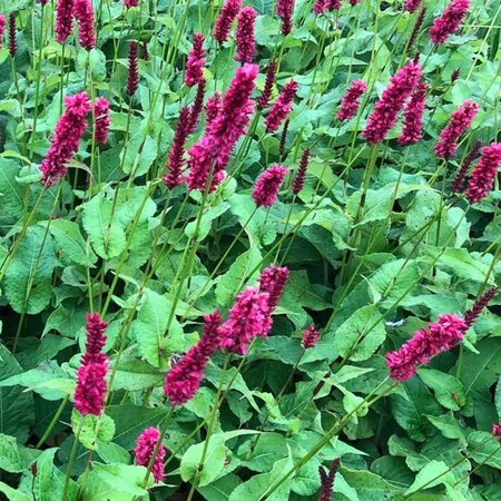 Persicaria a. 'Fat Domino' geen maat specificatie 0,55L/P9cm - afbeelding 2