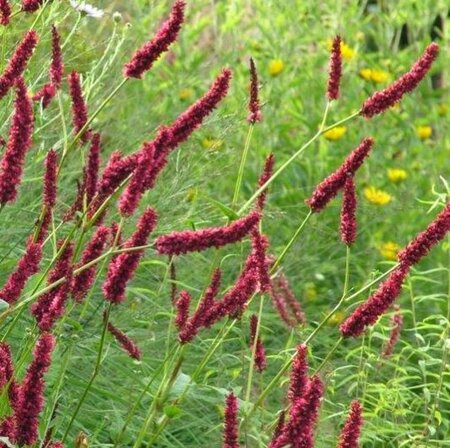 Persicaria a. 'Fat Domino' geen maat specificatie 0,55L/P9cm - afbeelding 3