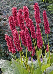 Persicaria a. 'Fat Domino' geen maat specificatie 0,55L/P9cm - afbeelding 6