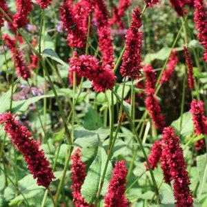 Persicaria a. 'Fat Domino' geen maat specificatie 0,55L/P9cm - afbeelding 5