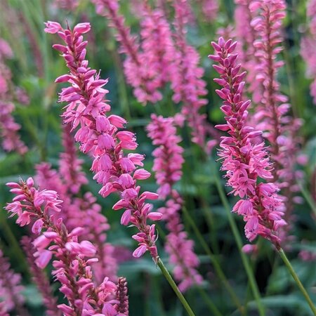 Persicaria a. 'Flamingo Feathers' geen maat specificatie 0,55L/P9cm
