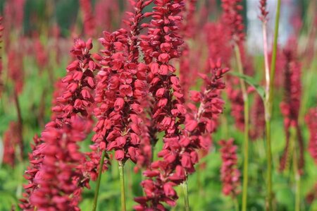 Persicaria a. 'JS Caliente' geen maat specificatie 0,55L/P9cm - afbeelding 1