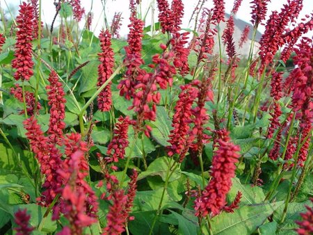 Persicaria a. 'JS Caliente' geen maat specificatie 0,55L/P9cm - afbeelding 5