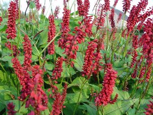 Persicaria a. 'JS Caliente' geen maat specificatie 0,55L/P9cm - afbeelding 5