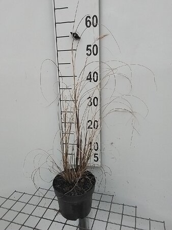 Pennisetum alopecuroides = Fountain Grass= compressum(verouderd) geen maat specificatie cont. 2,0L - afbeelding 4