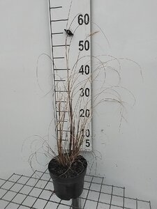 Pennisetum alopecuroides = Fountain Grass= compressum(verouderd) geen maat specificatie cont. 2,0L - afbeelding 4
