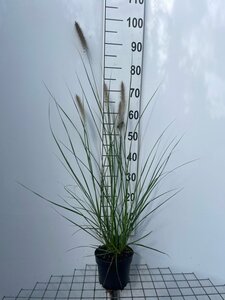 Pennisetum alopecuroides = Fountain Grass= compressum(verouderd) geen maat specificatie cont. 2,0L - afbeelding 5