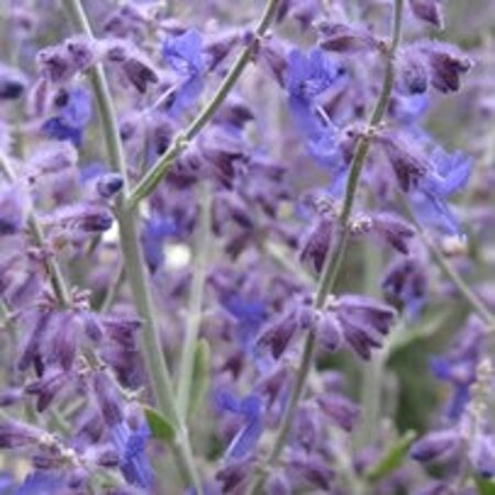Perovskia atripl. 'Little Spire' geen maat specificatie 0,55L/P9cm - afbeelding 5