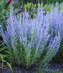 Perovskia atripl. 'Little Spire' geen maat specificatie 0,55L/P9cm - afbeelding 7
