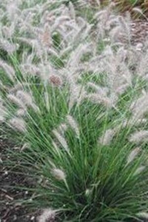 Pennisetum al. 'Piglet' geen maat specificatie 0,55L/P9cm