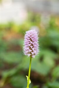 Persicaria aff. 'Superba'='Dimity'(verouderd) geen maat specificatie 0,55L/P9cm - afbeelding 2