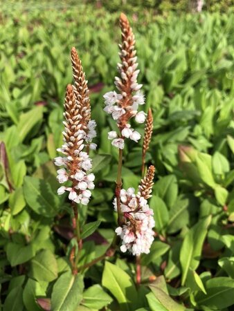 Persicaria aff. 'Superba'='Dimity'(verouderd) geen maat specificatie 0,55L/P9cm - afbeelding 3