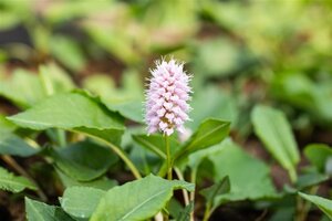 Persicaria aff. 'Superba'='Dimity'(verouderd) geen maat specificatie 0,55L/P9cm - afbeelding 4