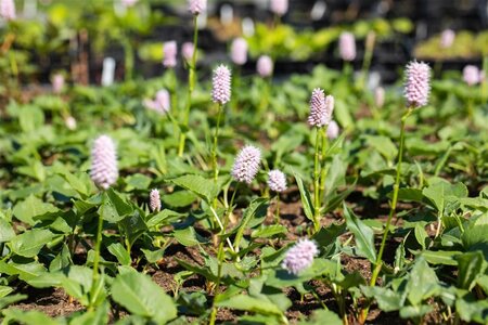 Persicaria aff. 'Superba'='Dimity'(verouderd) geen maat specificatie 0,55L/P9cm - afbeelding 5