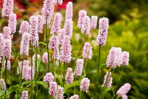 Persicaria aff. 'Superba'='Dimity'(verouderd) geen maat specificatie 0,55L/P9cm - afbeelding 9