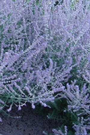 Perovskia atriplicifolia geen maat specificatie 0,55L/P9cm - afbeelding 2