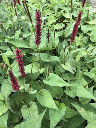 Persicaria a. 'Vesuvius' geen maat specificatie 0,55L/P9cm - afbeelding 1