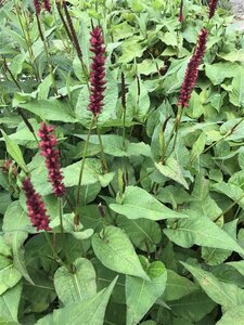 Persicaria a. 'Vesuvius' geen maat specificatie 0,55L/P9cm - afbeelding 1