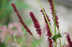 Persicaria a. 'Vesuvius' geen maat specificatie 0,55L/P9cm - afbeelding 3