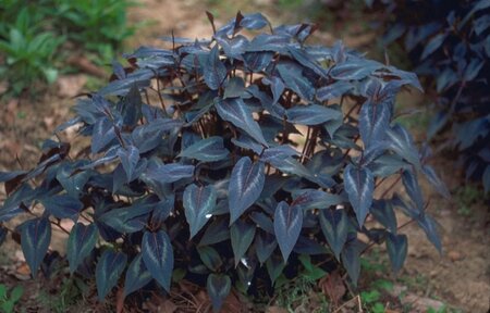 Persicaria micr. 'Red Dragon' geen maat specificatie 0,55L/P9cm - afbeelding 1