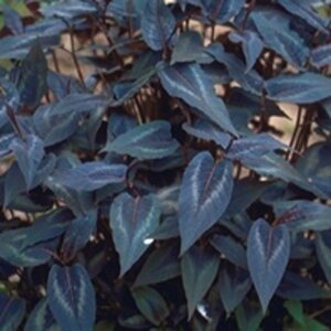 Persicaria micr. 'Red Dragon' geen maat specificatie 0,55L/P9cm - afbeelding 2