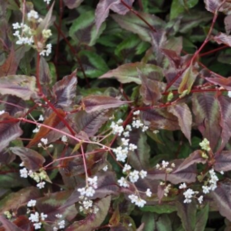 Persicaria micr. 'Red Dragon' geen maat specificatie 0,55L/P9cm - afbeelding 3