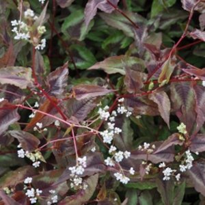 Persicaria micr. 'Red Dragon' geen maat specificatie 0,55L/P9cm - afbeelding 3