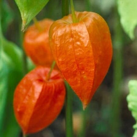 Physalis alkekengi franchetii geen maat specificatie 0,55L/P9cm - afbeelding 1