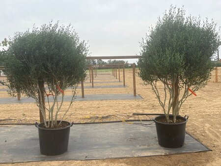 Phillyrea angustifolia 175-200 cm cont. 90L meerstammig - afbeelding 1