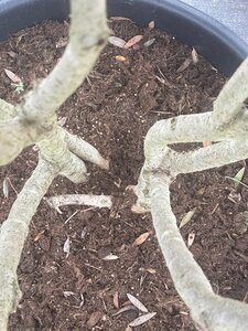 Phillyrea angustifolia 175-200 cm cont. 90L meerstammig - afbeelding 4