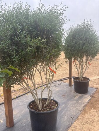 Phillyrea angustifolia 175-200 cm cont. 90L meerstammig - afbeelding 2