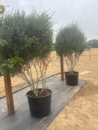 Phillyrea angustifolia 175-200 cm cont. 90L meerstammig - afbeelding 5