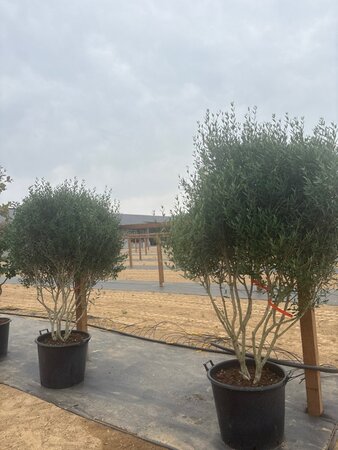Phillyrea angustifolia 175-200 cm cont. 90L meerstammig - afbeelding 6